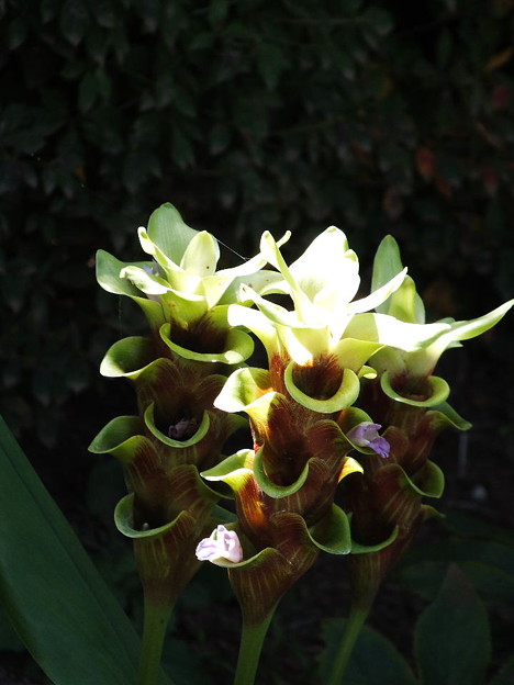 DSCF0288