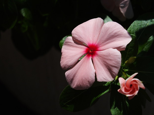 DSCF0308