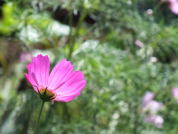 DSCF0008