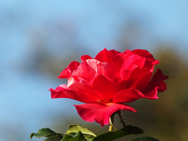 DSCF0332