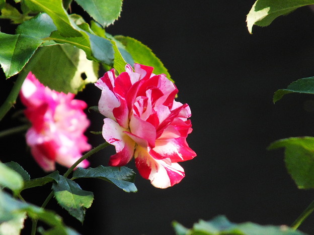 DSCF0343