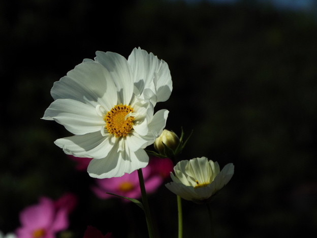 DSCF0041