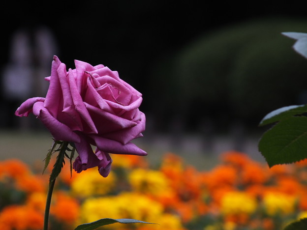 DSCF0231