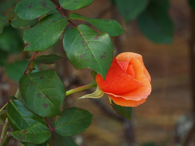 DSCF0224