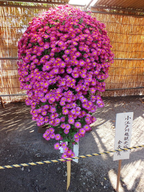 DSCF0102