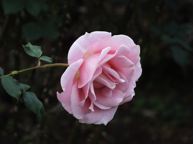 DSCF0376