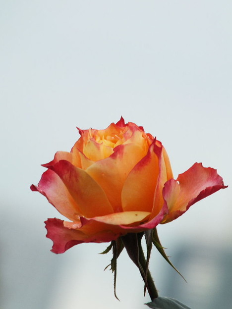 DSCF0383