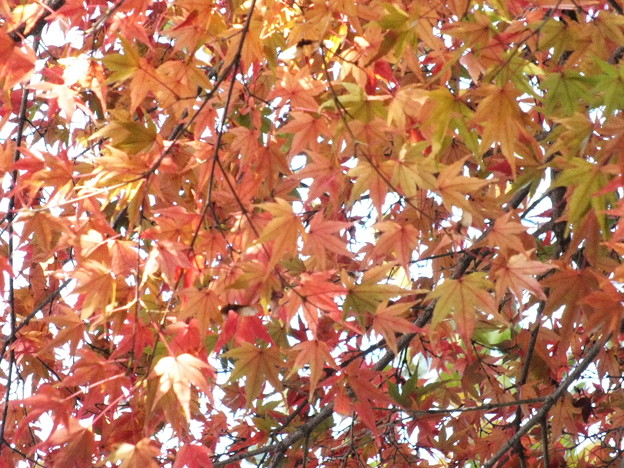 DSCF0126
