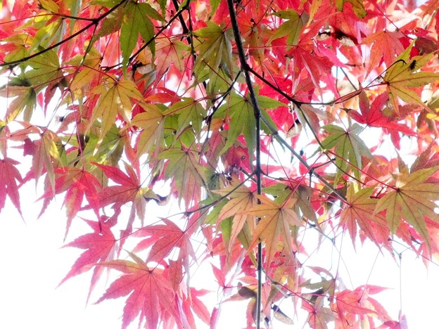 DSCF0128