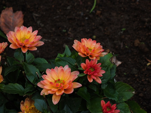 DSCF0057