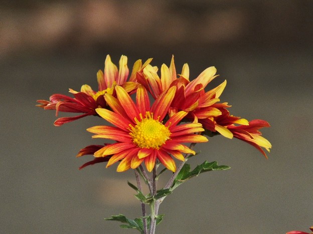 DSCF0092