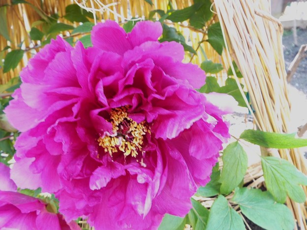 DSCF0193