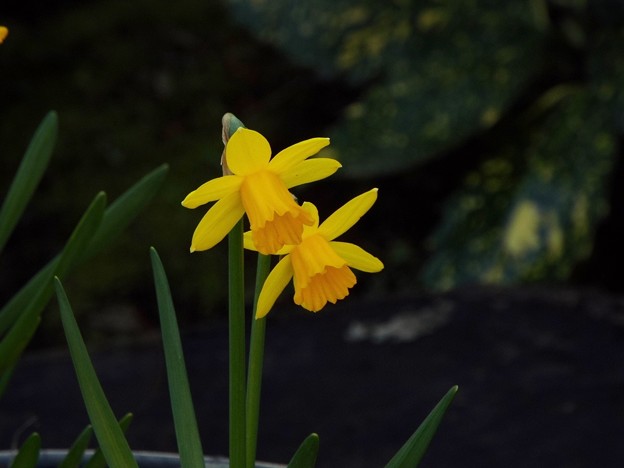 DSCF0241