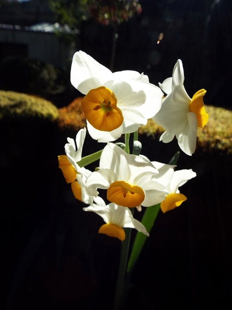 DSCF0307