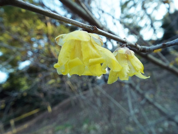 DSCF0154