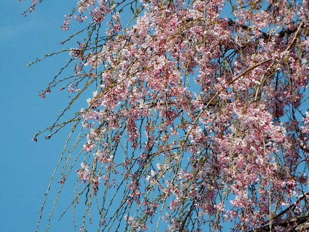 DSCF0171