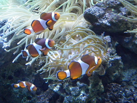 品川水族館 108