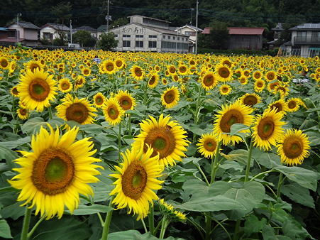 堀兼ひまわり 012