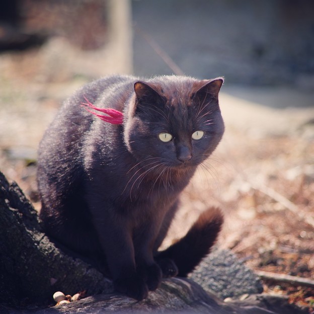 Photos: 初めて会う黒猫さん
