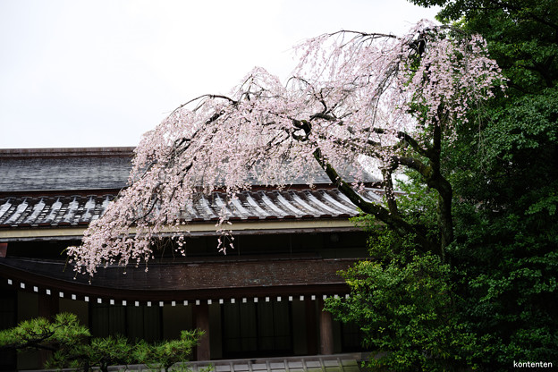 勅使館の桜