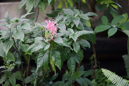 珊瑚花(サンゴバナ)
