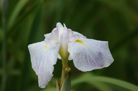 花菖蒲　四海波Ｂ