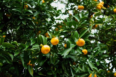 橘（タチバナ）