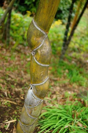 亀甲竹（キッコウチク）