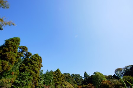 本土寺