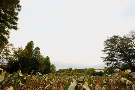 上野不忍池