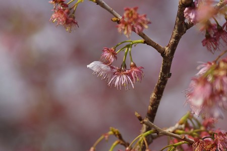 椿寒桜（ツバキカンザクラ）