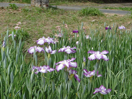 花菖蒲（ハナショウブ）