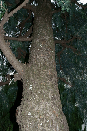 ヒマラヤ杉（ヒマラヤスギ）