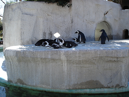 ケープペンギン