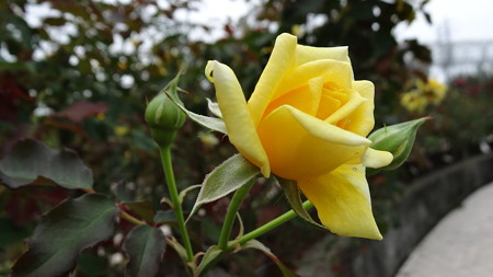 DSC02237