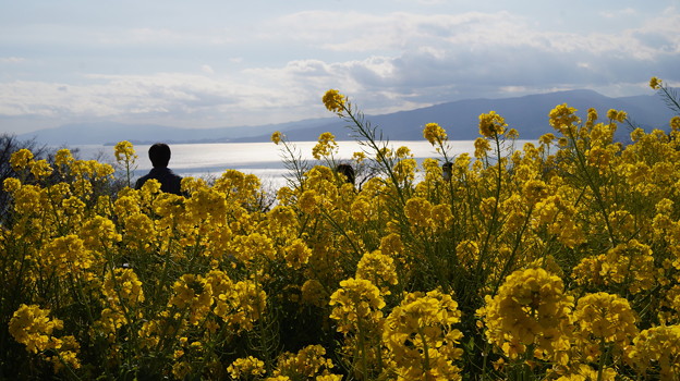 菜の花越しの海