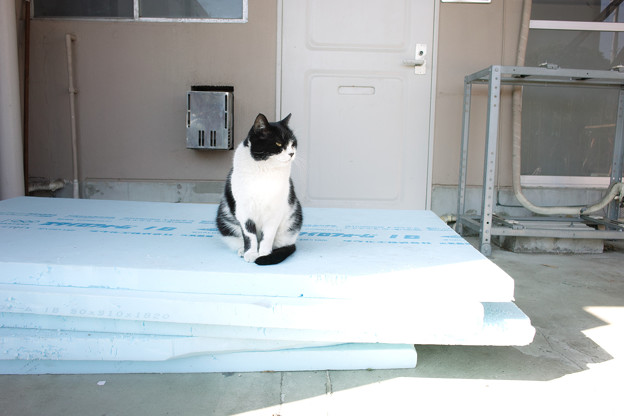 座る猫