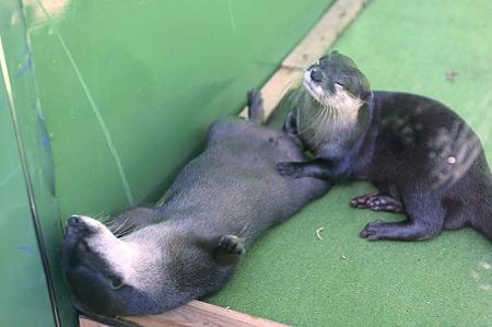 tokyowildlife110924007