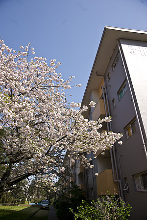 tokiwadai090411008