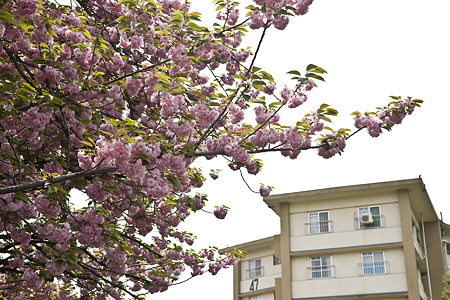 akabanedai090418008