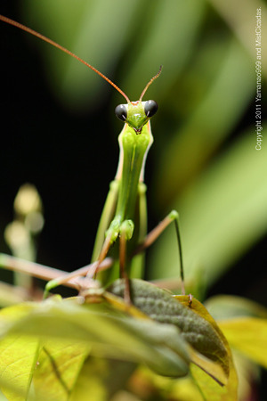 ウスバカマキリ