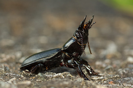 オオヒョウタンゴミムシ: mist cicadas topics