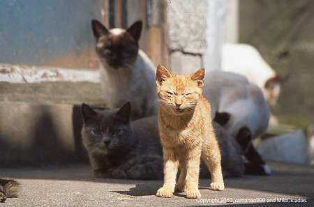 yamanao999_cats_072