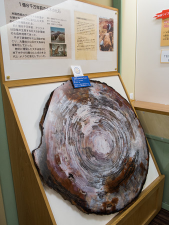 1億8千万年前の大木の化石