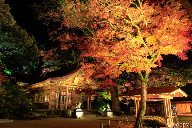 宝満宮竈門神社 紅葉ライトアップ ３ 写真共有サイト フォト蔵