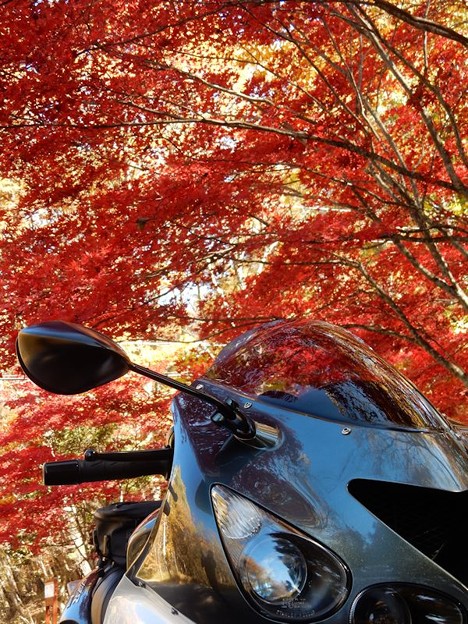 写真: DSCN1136 もみじ