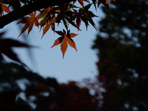 DSCN1200 低地も紅葉 写真: DSCN1200 低地も紅葉