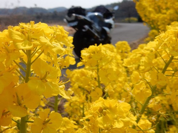 DSCN1391 ZZRと 写真: DSCN1391 ZZRと