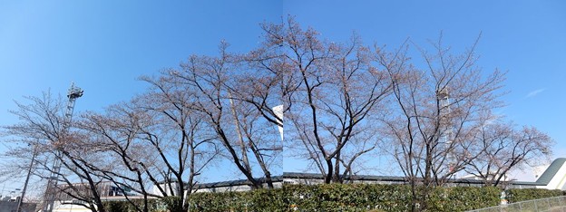 名古屋IC脇 まだまだ 写真: 名古屋IC脇 まだまだ