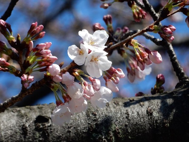 DSCN1707 初桜 写真: DSCN1707 初桜